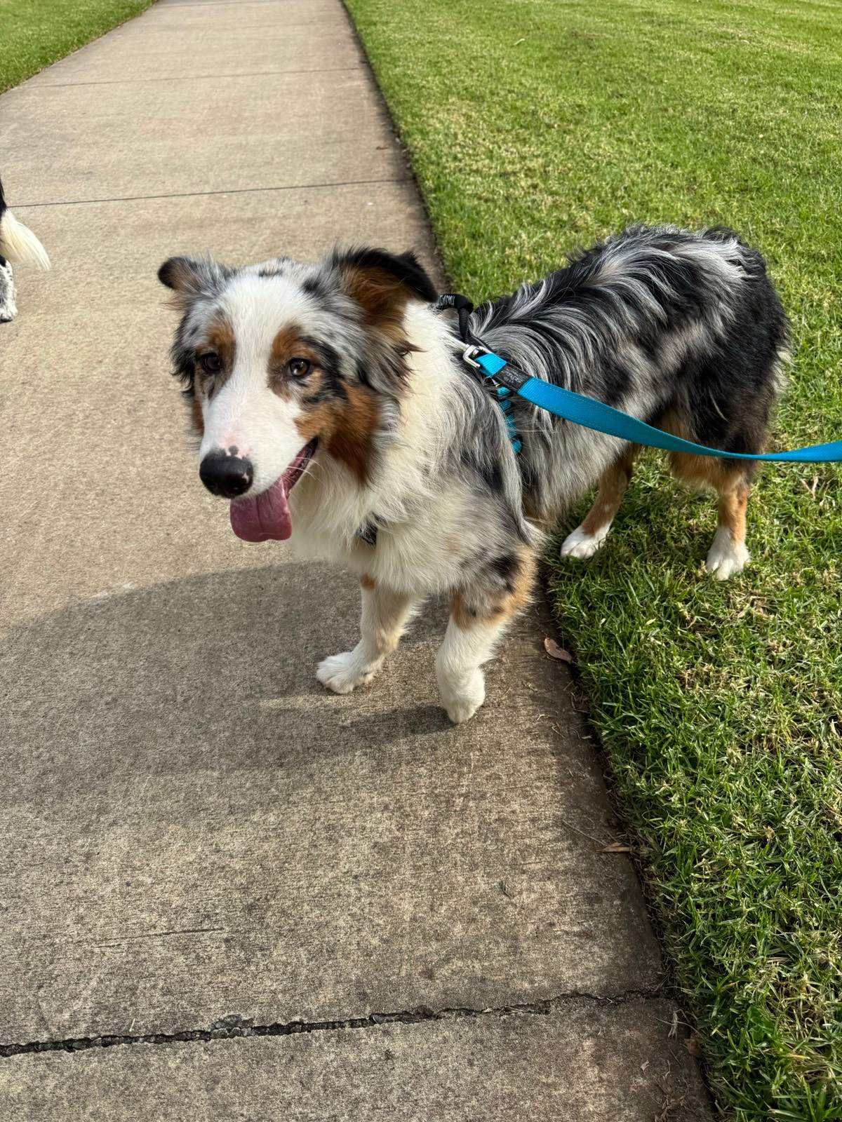 Australian Shepherd Blue Tick Heeler Blue Heeler Mix With