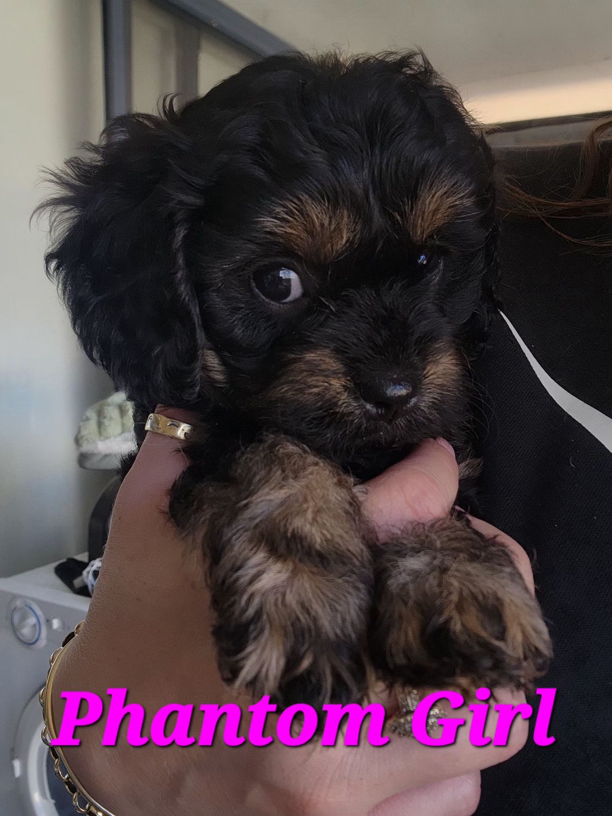 F1 Cavoodle Puppies *Available Now* Dogs Puppies Gumtree