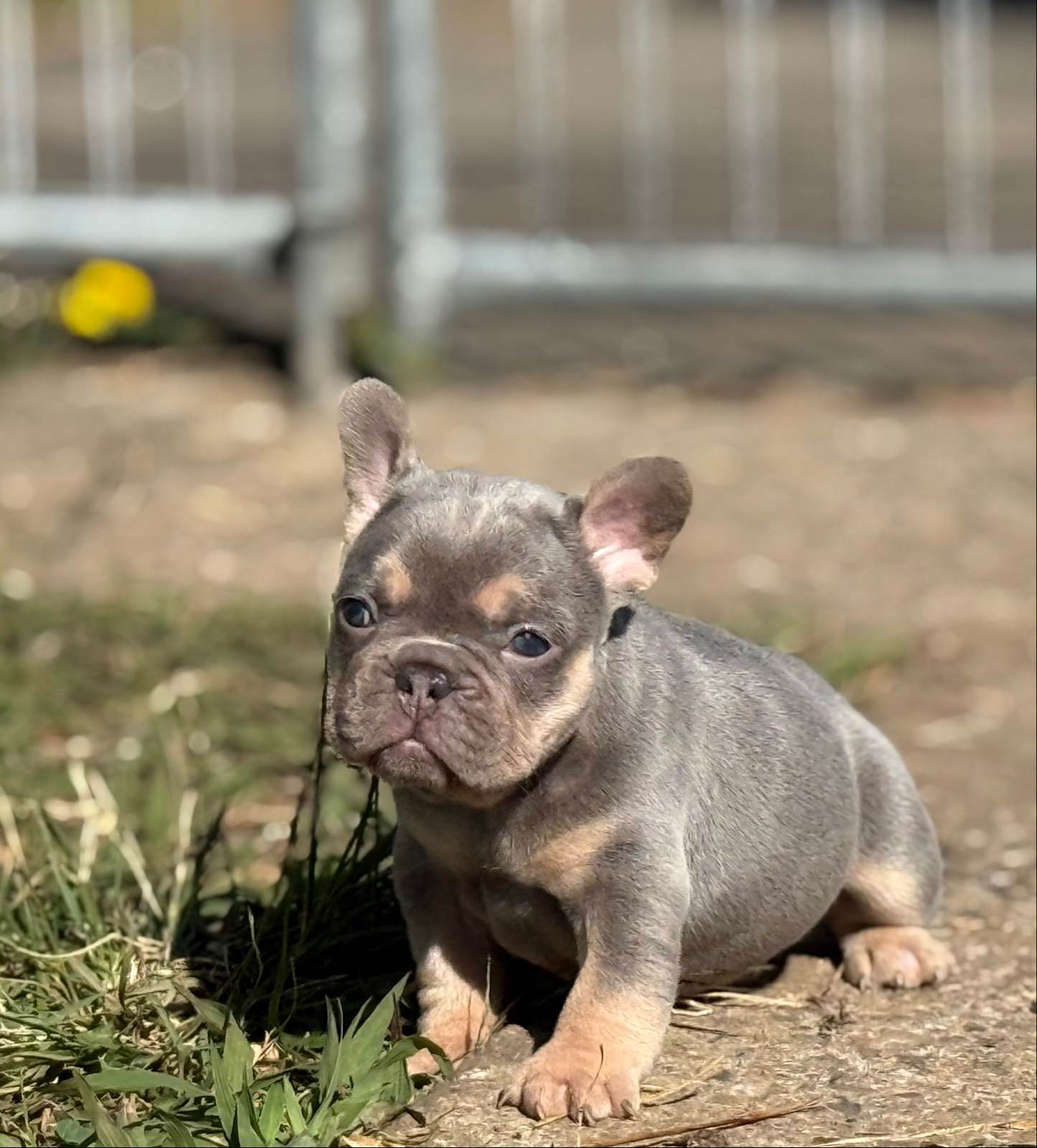 Dog Breeds French Bulldog Puppy Gumtree Gumtree Free Dogs Purebred