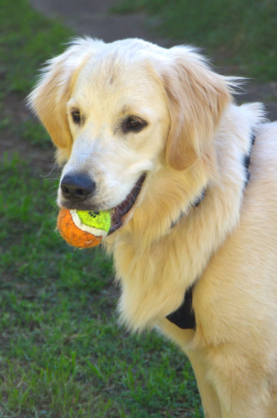 pet helper dog walker gumtree