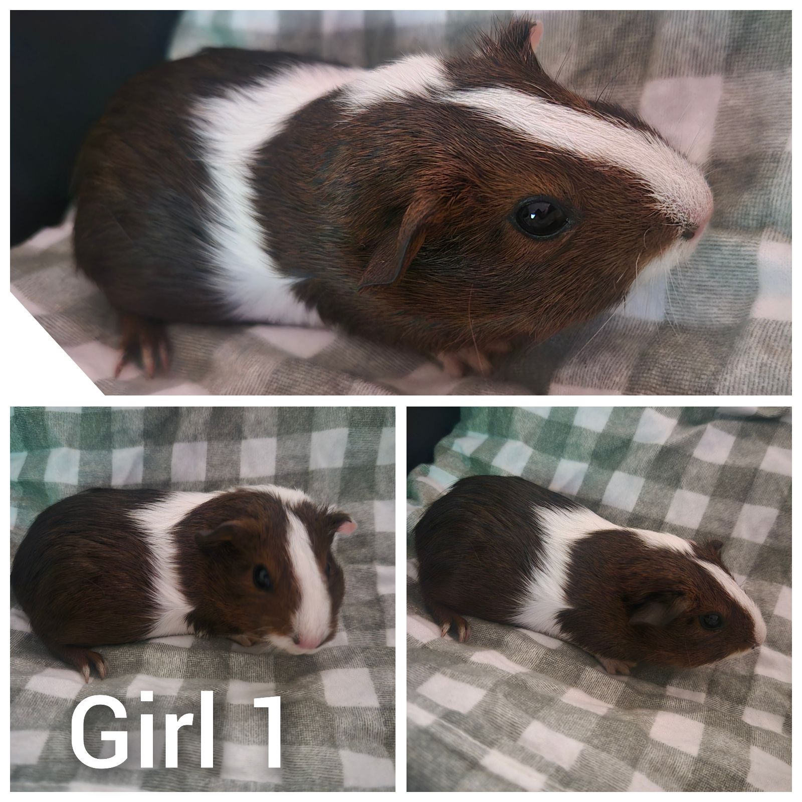 Pet Baby Girl Guinea Pigs For Sale Healthy Baby Guinea Pigs Loving
