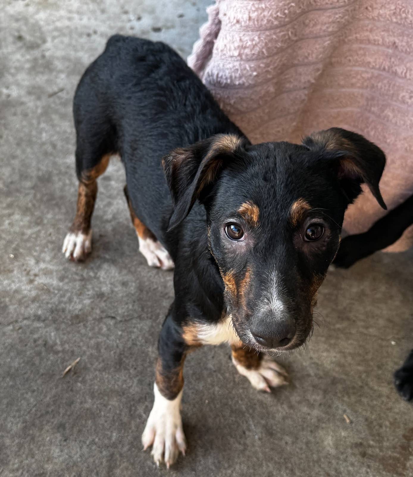 Female Kelpie Cross Doberman Australian Kelpie Mix Jack Russell X Kelpie Jack  Russell Kelpie, image size:1388x1600