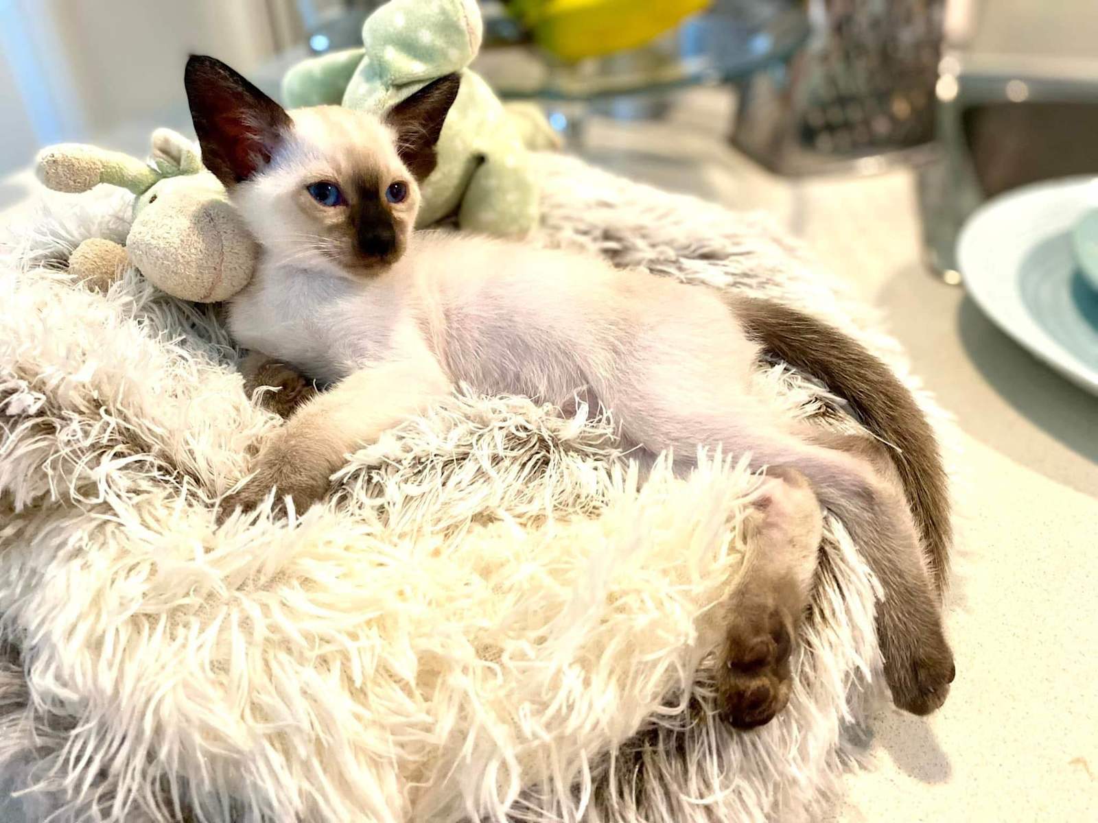 Siamese Cat Purebreds Plus Cat Rescue Purebred Siamese Kittens