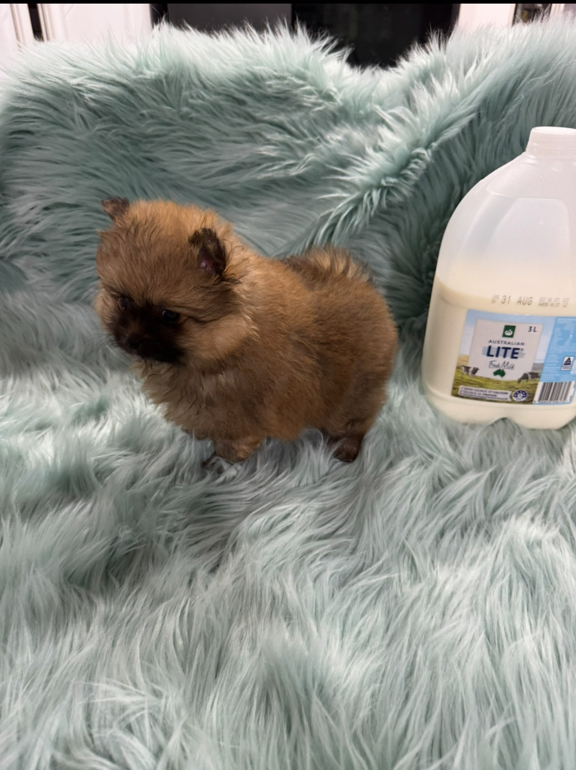 Teddy Bear Red Nose Pomeranian Pomeranian Puppies,Very Small,short