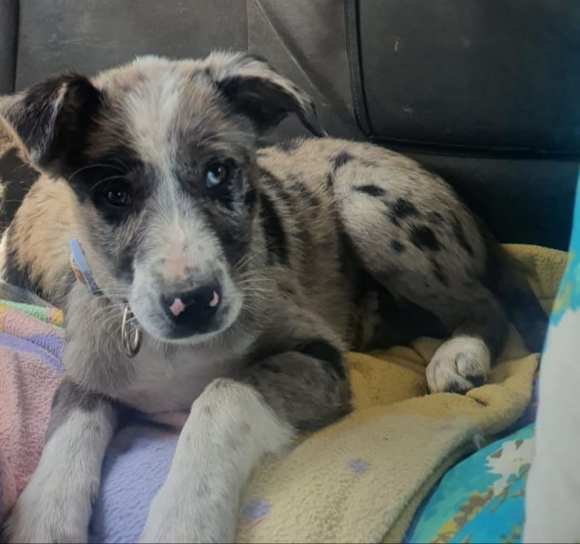 Gorgeous Koolie boy puppy Dogs Puppies Gumtree Australia