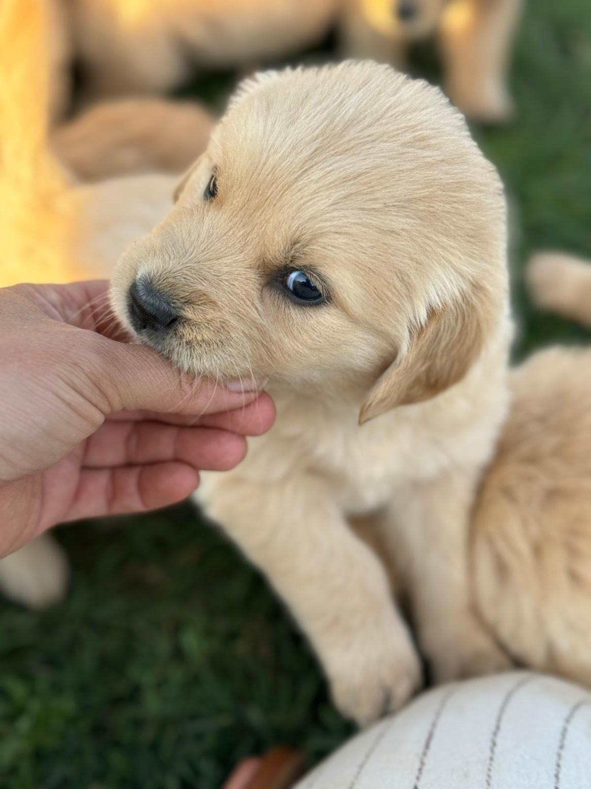 Puppy Litter German Shepherd Puppies Gumtree Puppy Litter Golden