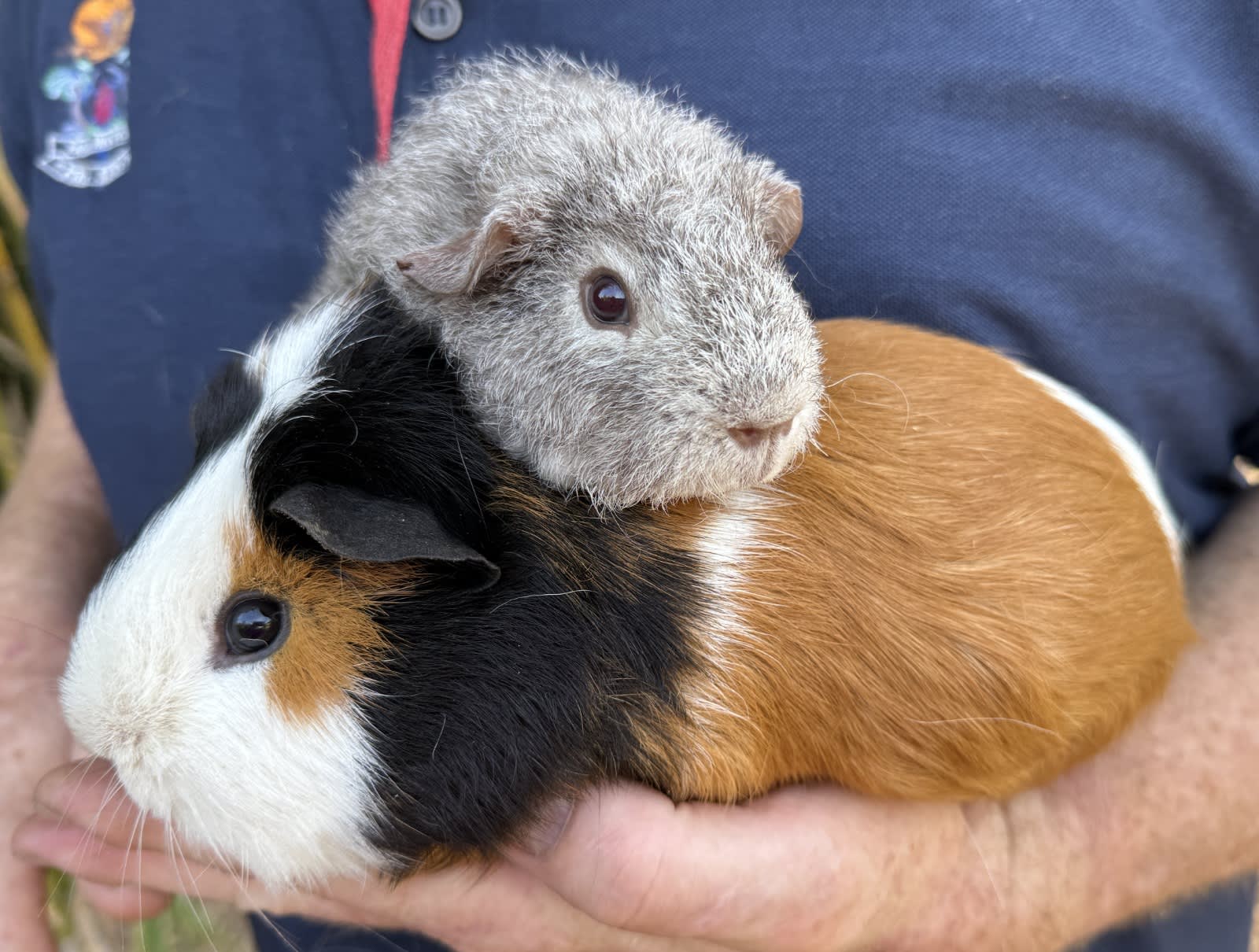 Pigs Together Do Guinea Pigs Do Better In Pairs BEAUTIFUL BONDED