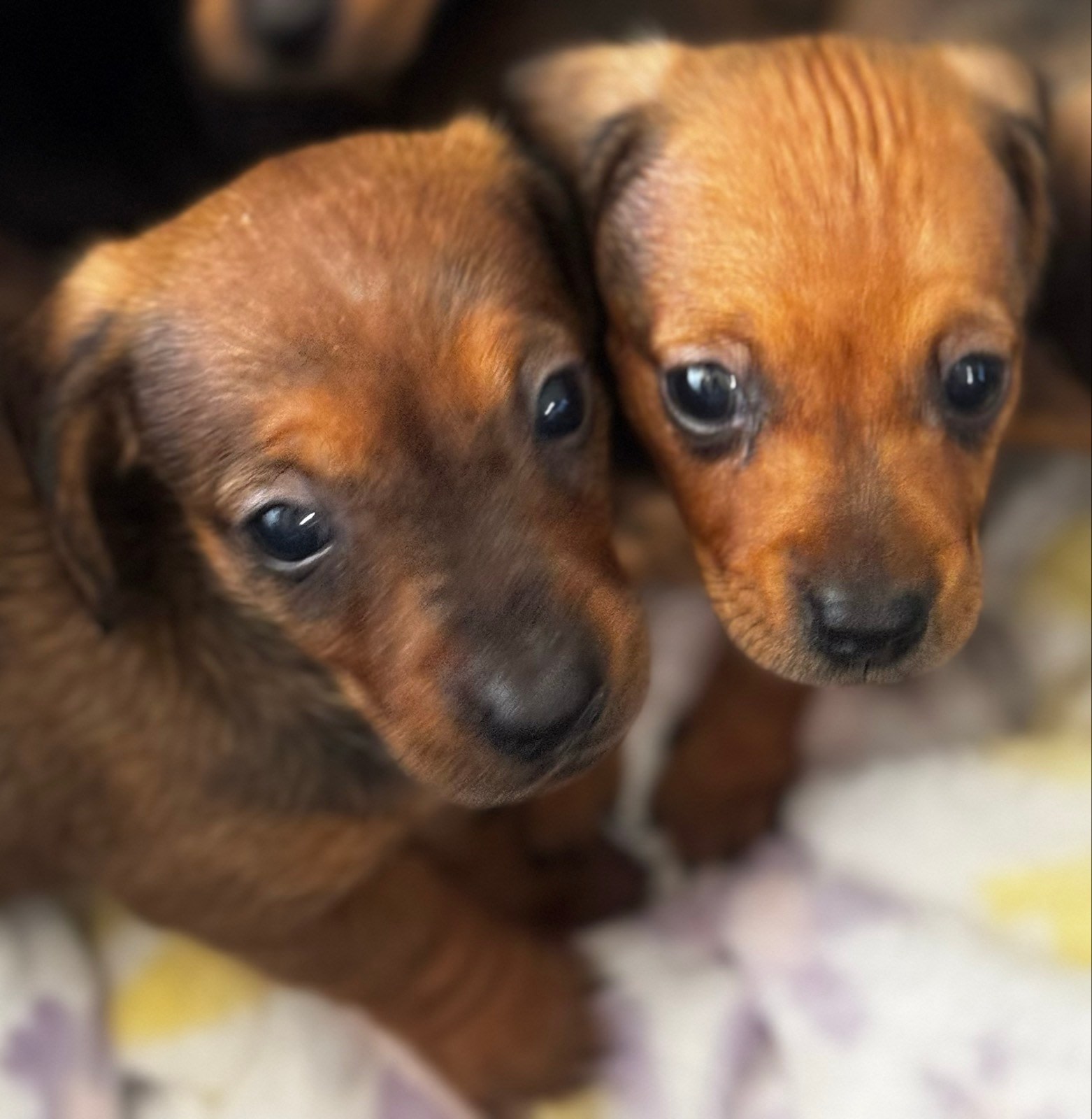 Sable Bordoodle Mini Bordoodle First Generation Bordoodle Puppies