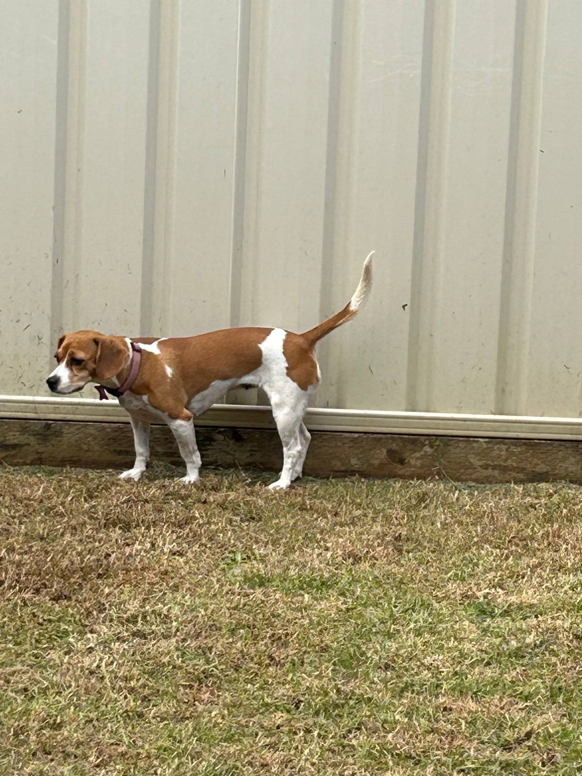 Jack Russell King Charles Cavalier cross Dogs Puppies