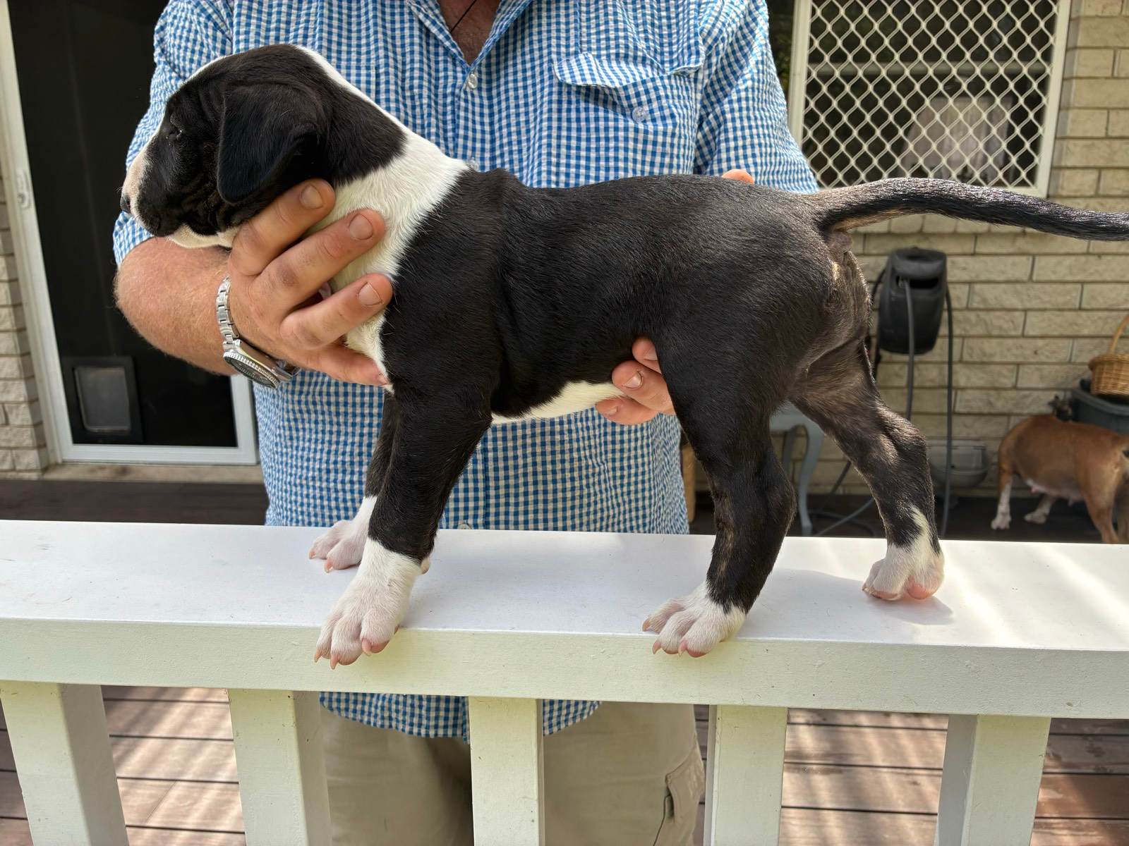 English bull terrier puppy Dogs Puppies Gumtree Australia Coffs