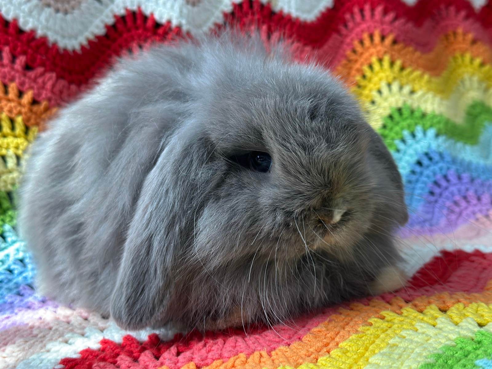 Cashmere Mini Lop Rabbit Mini Lop Rabbit (Cashmere) Rabbits