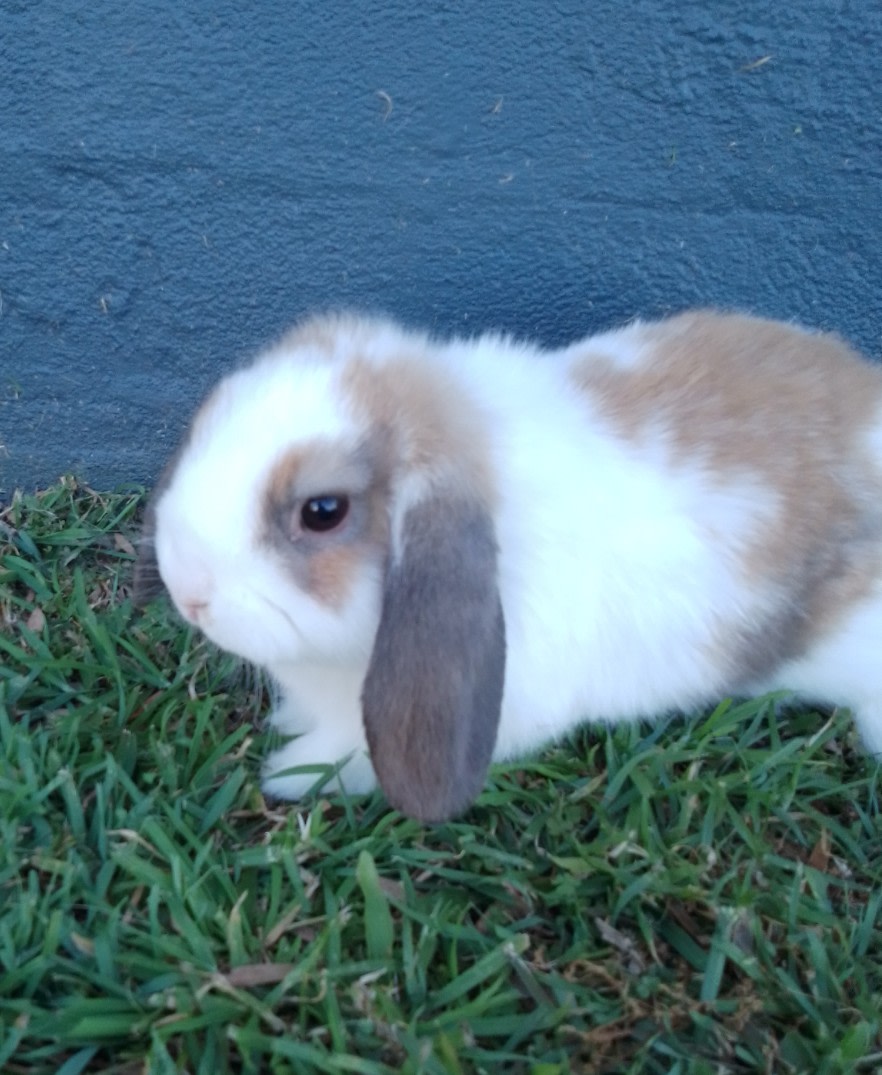 Mini Lop Week Old Bunnies Pure Bred Baby Mini Lop Bunnies For Sale
