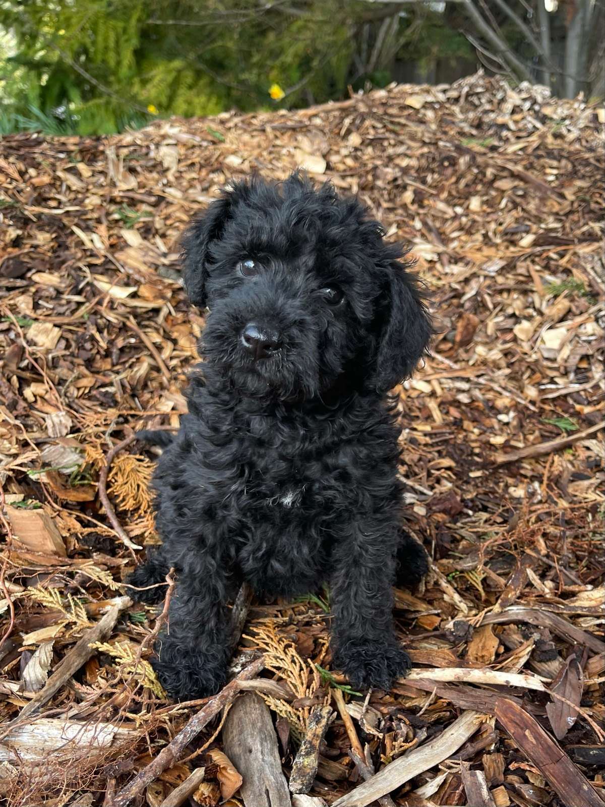 Dog Breed Schnoodle Gumtree Schnoodle Puppy Female Mini Schnauzer