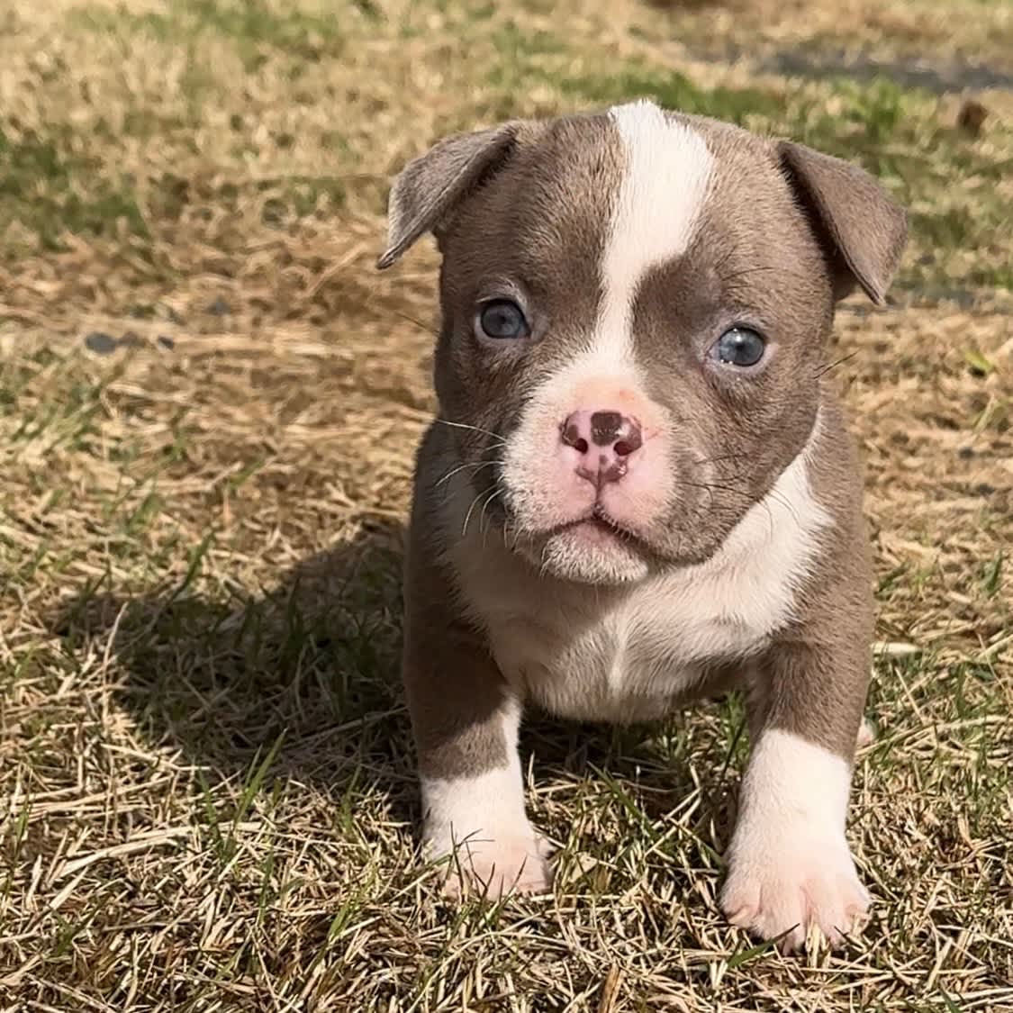 Micro American Bully All Size Exotic Bully Pocket Size 6+ Hundred