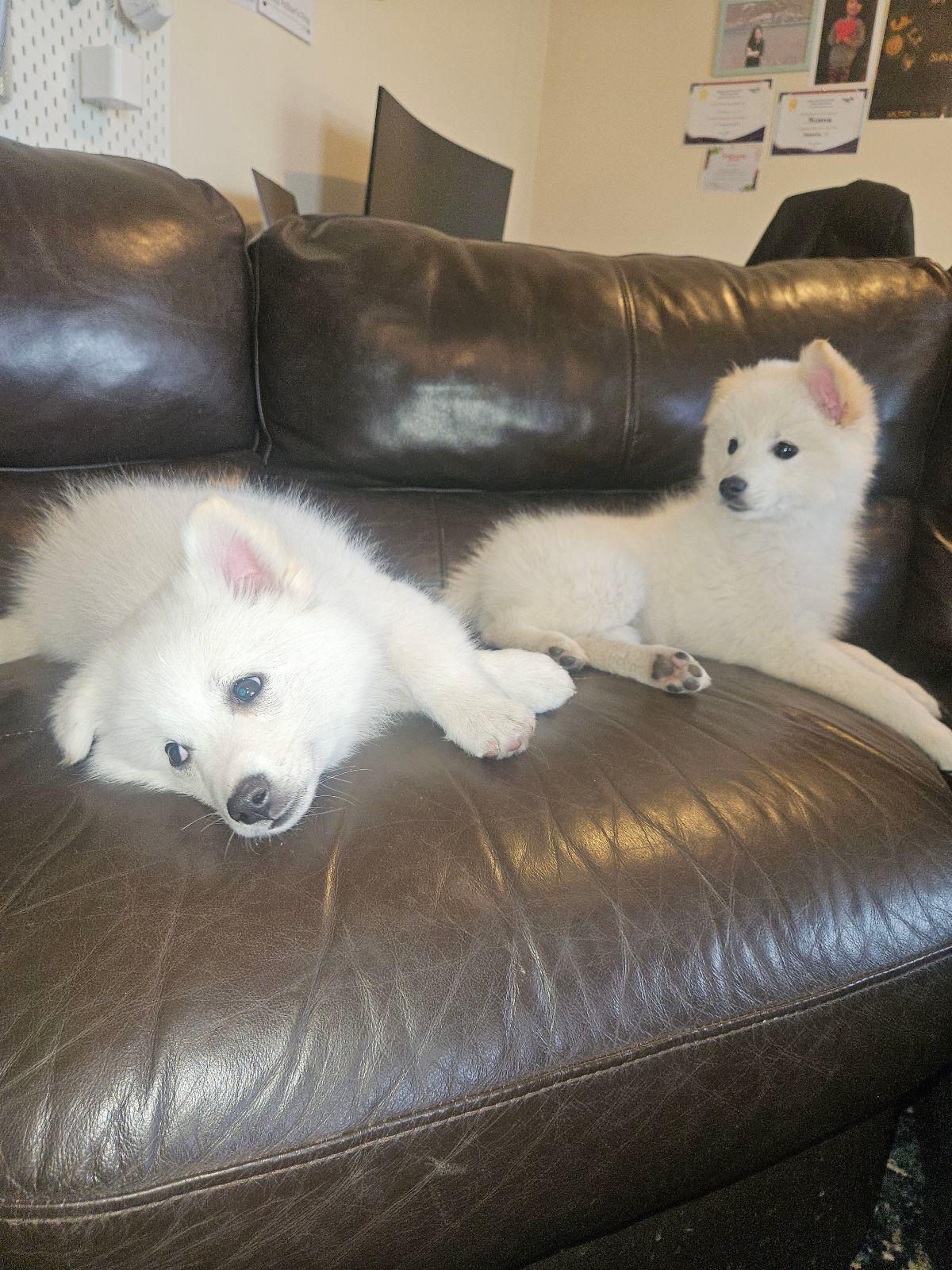 Puppy Litter Japanese Spitz Puppies For Sale Gumtree Finnish Spitz