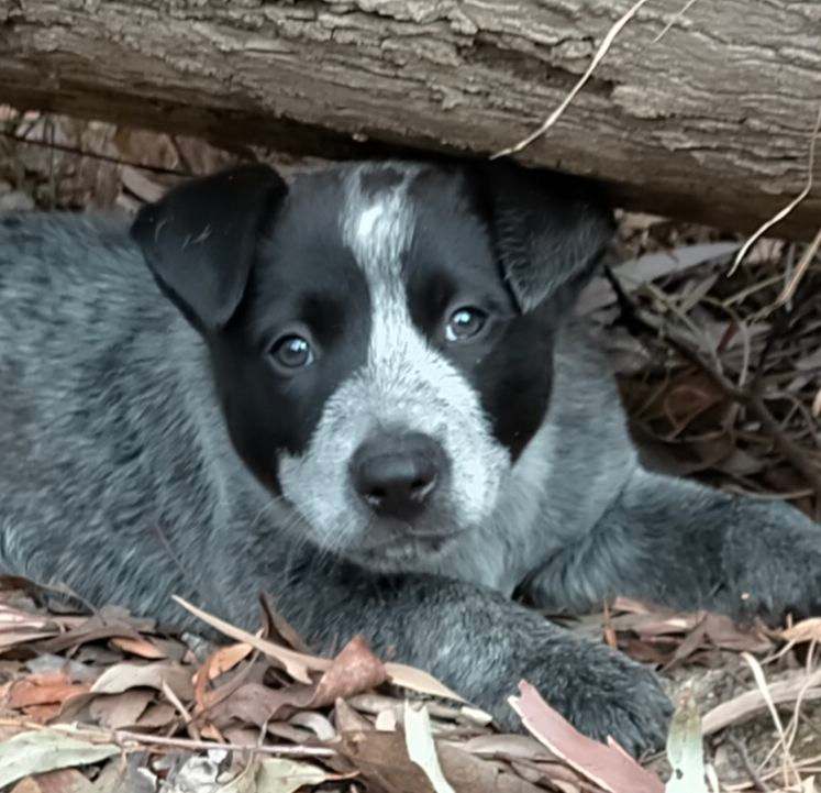 Cattle Dogs ASTCDS puppies Dogs Puppies Gumtree Australia