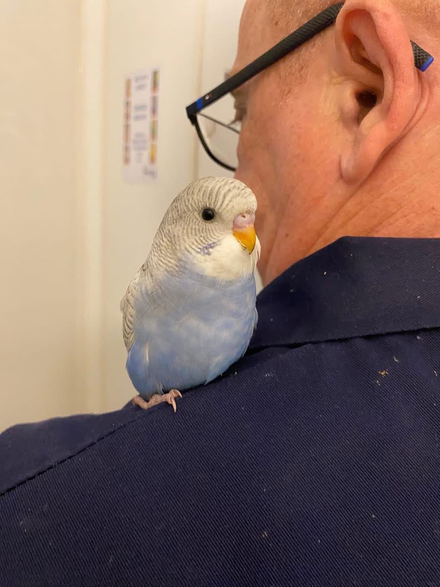 Baby budgies tamed for Birds Gumtree Australia Hume