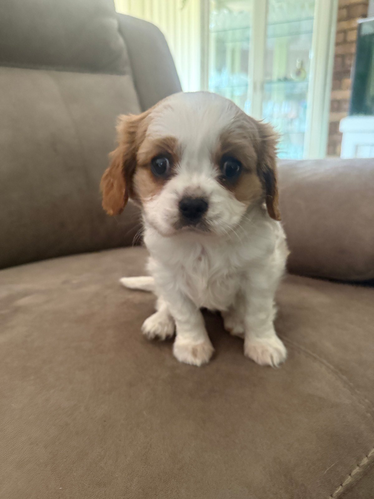 Old White Cavoodle Puppies Cavoodle Pup Dogs Puppies Gumtree