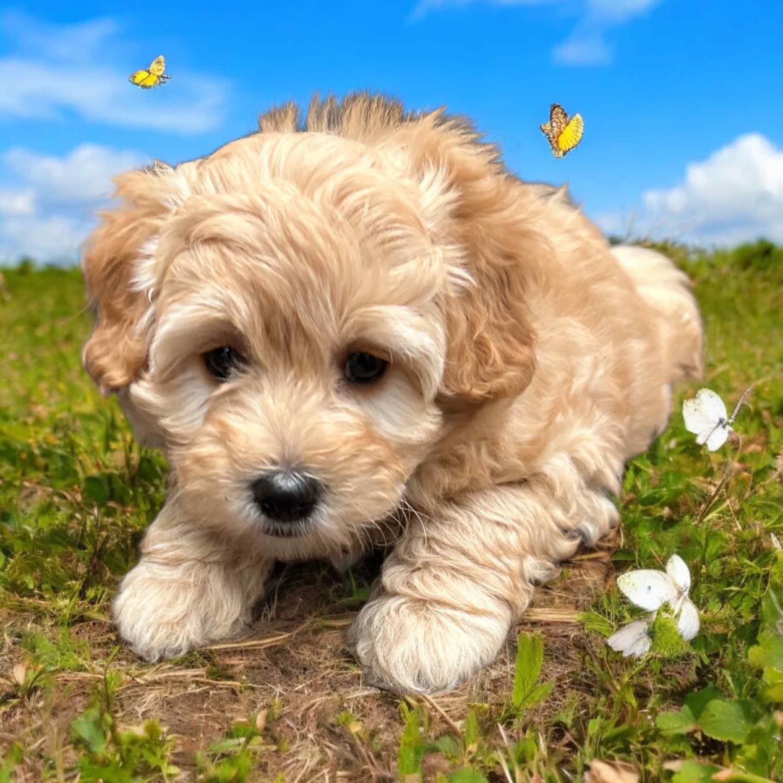 Moodle Dog Maltese Cross Poodle For Sale BORDOODLE CROSS MOODLE