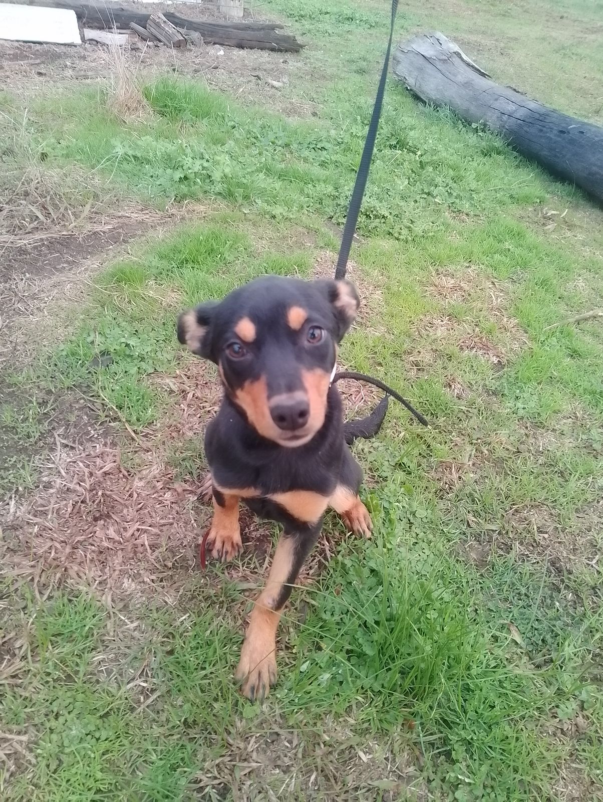 Small Kelpie Cross Tan Kelpie Pups Kelpie Cross For Sale Kelpie
