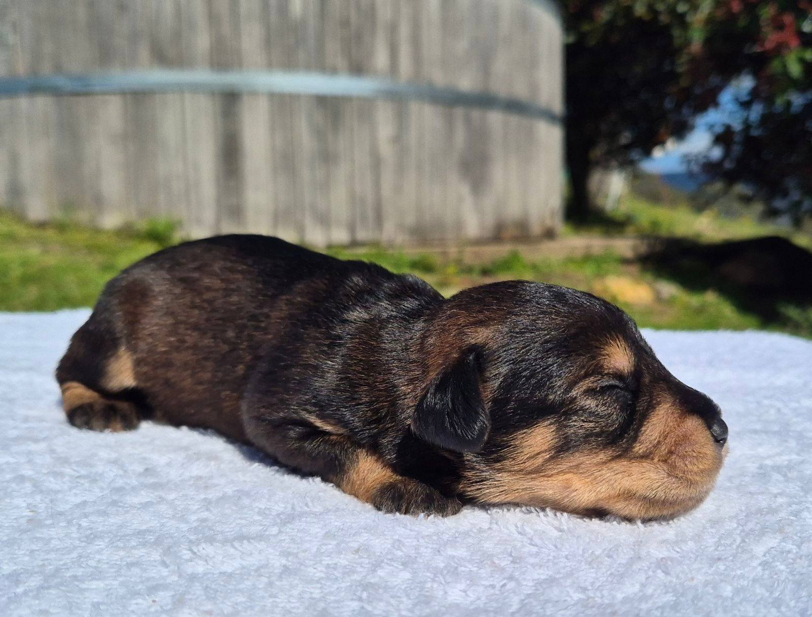 Schnauzer Puppies Schnauzer X Dachshund Terrier Mix Beagle Cross