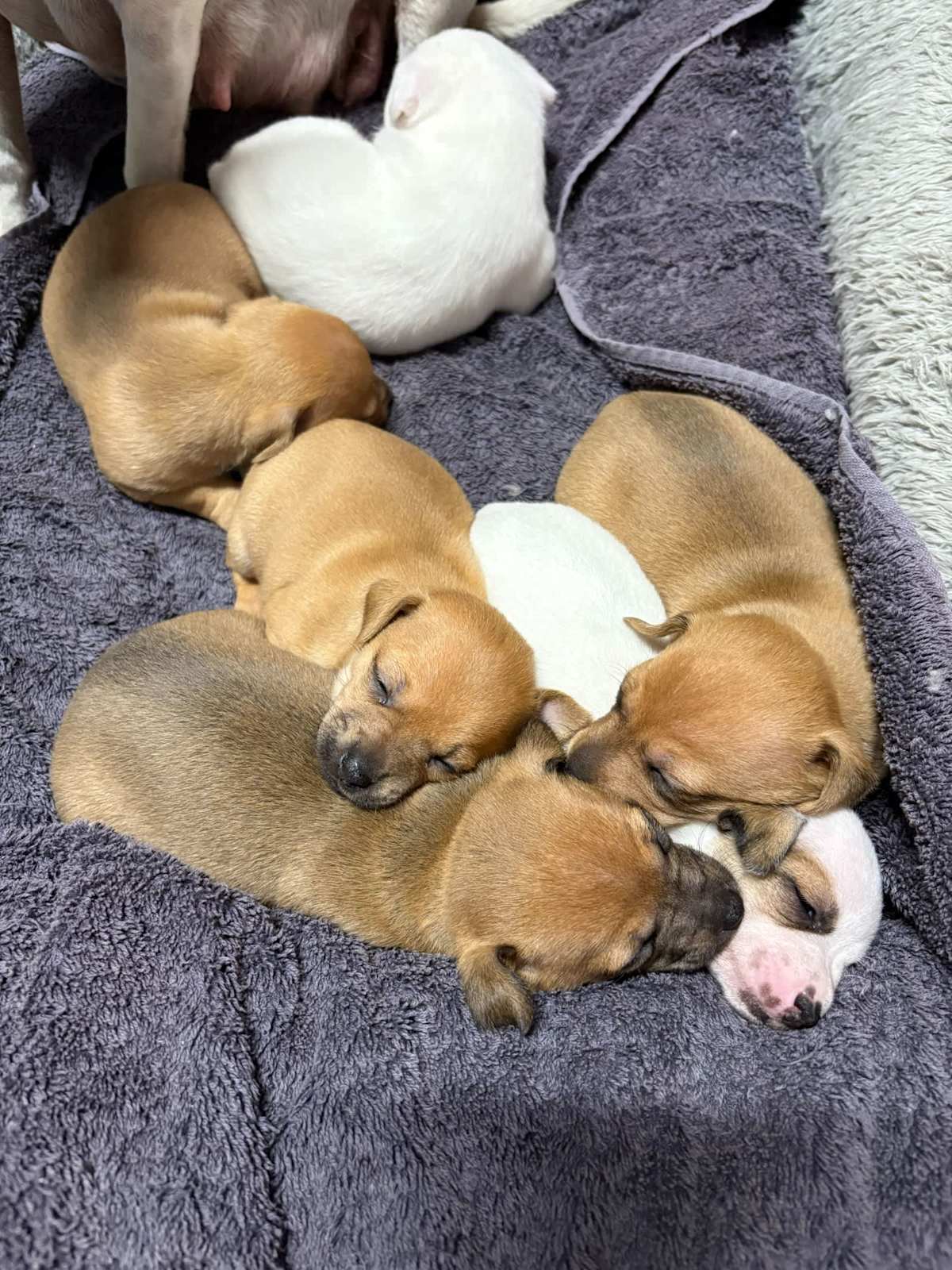 Full Grown Mini Foxies Pure-Breed Mini Foxy Pups Dogs Puppies