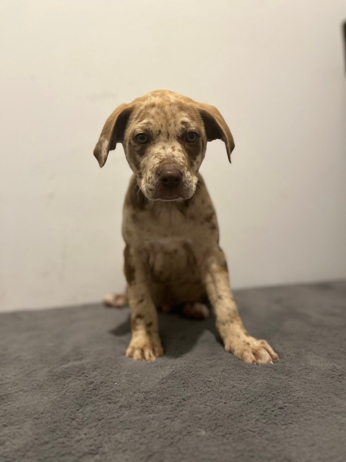 Bull Arab x border collies Dogs Puppies Gumtree Australia