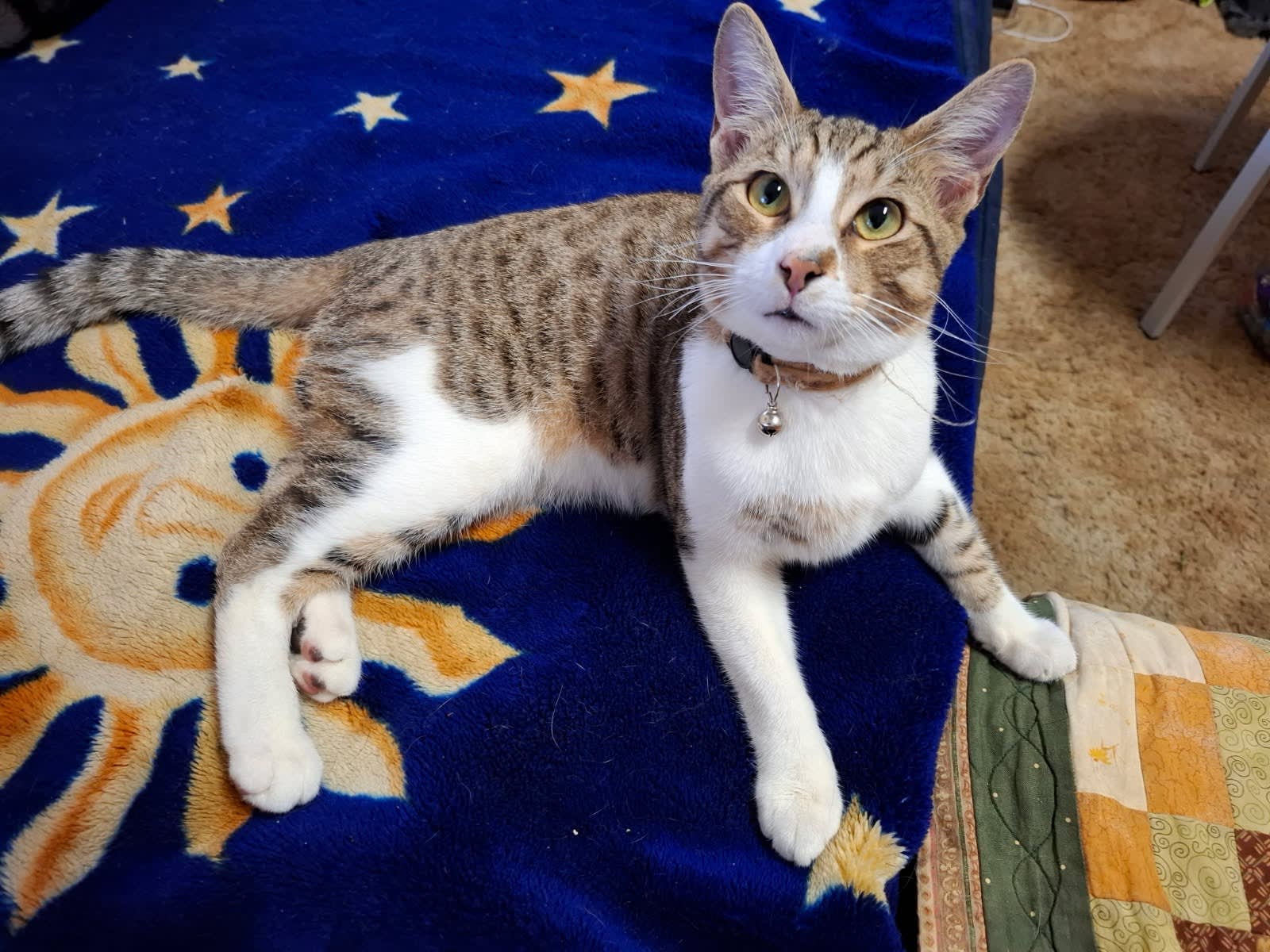 Animal Rescue Cat Tail Kitties Rescue Animal Rescue Calico Cat For