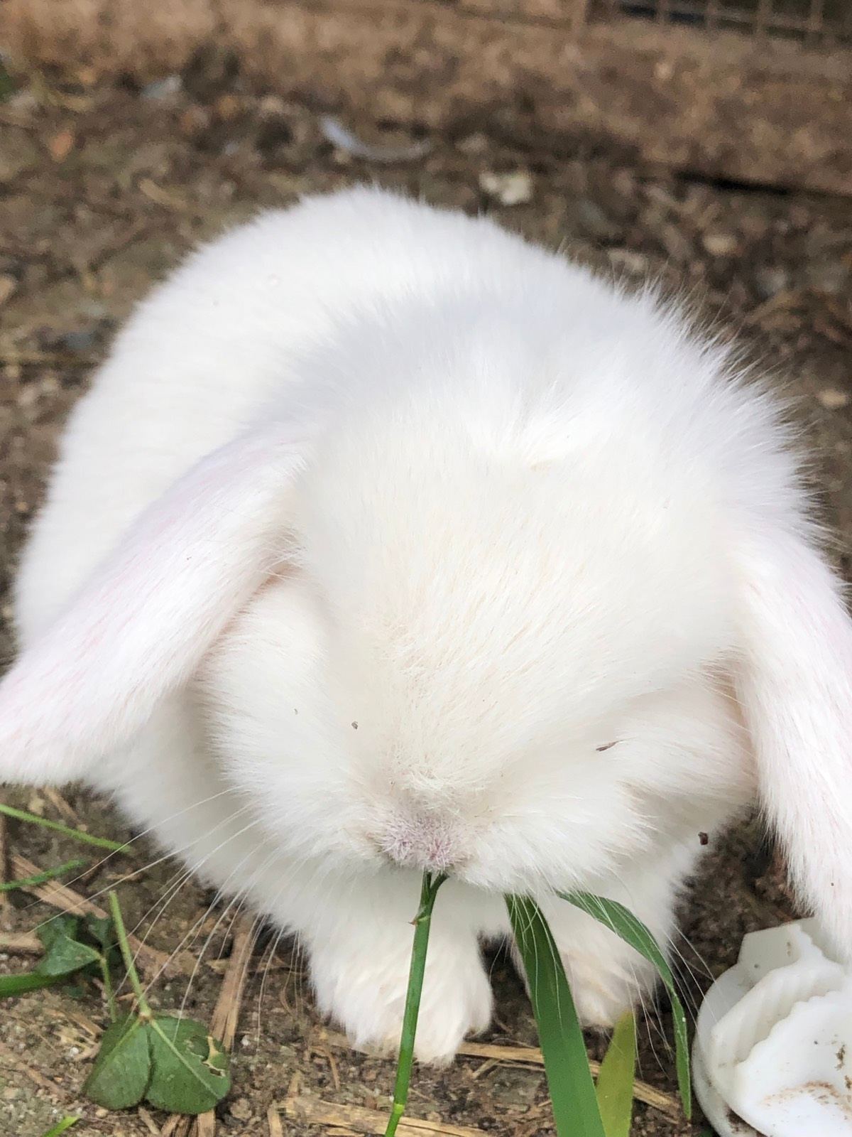 MINI LOP BABY BUNNIES! Rabbits Gumtree Australia Camden