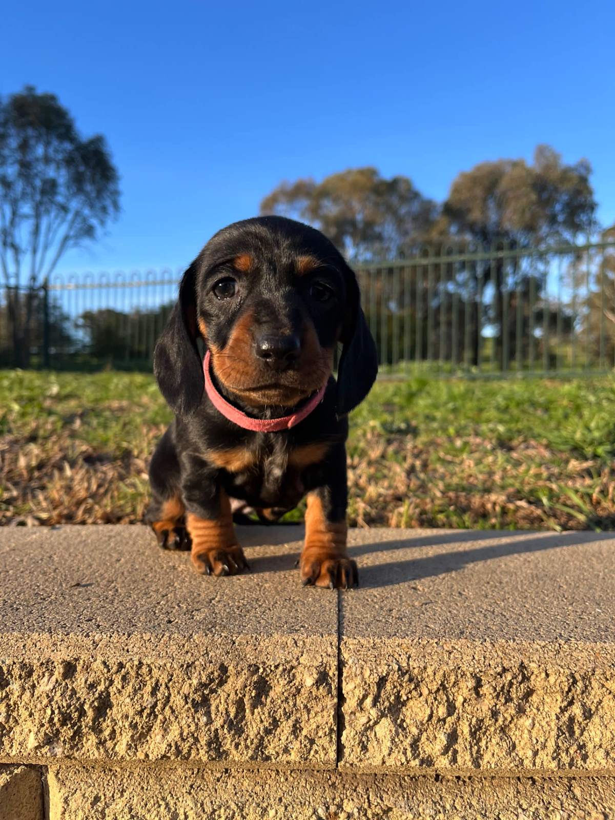 Rabbit Dachshund Altan's Miniature Dachshunds Purebred Miniature Dachshund  Puppies Dogs Puppies