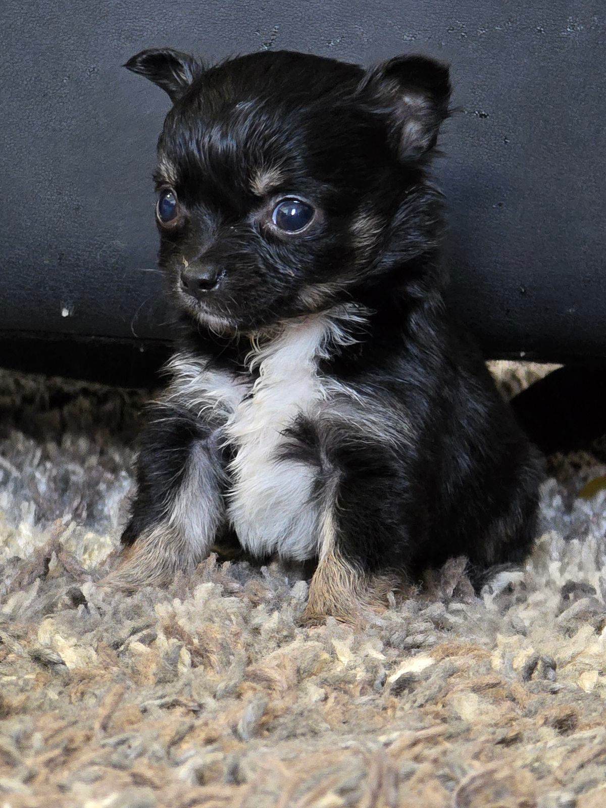 Applehead Chihuahua Black And White Long Haired Chihuahua Puppy