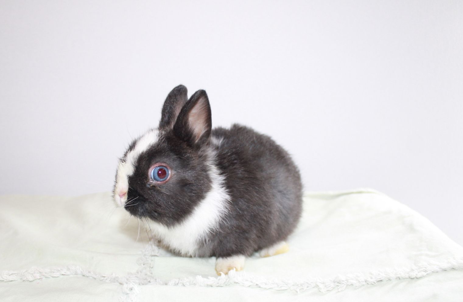 Grey Tiny Bunnies For Sale Mixed Netherlands Dwarf Bunnies For