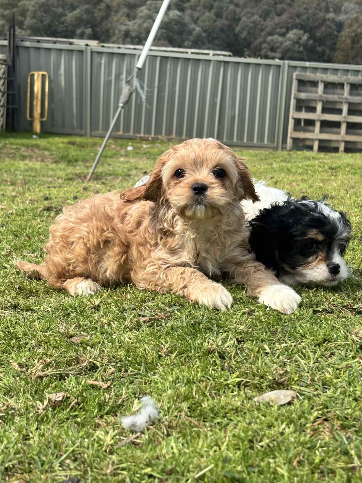 King Charles Gumtree Cavachon Blenheim Purebred Cavalier King