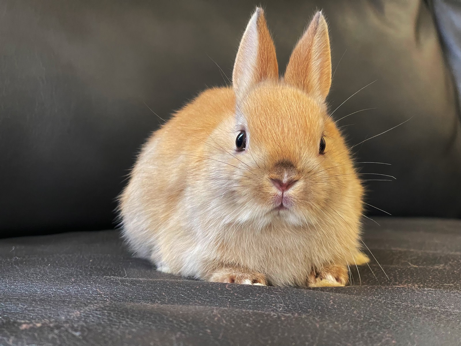 Baby Bunnies Breeding Netherland Dwarf Rabbits Small Bunny Breeds