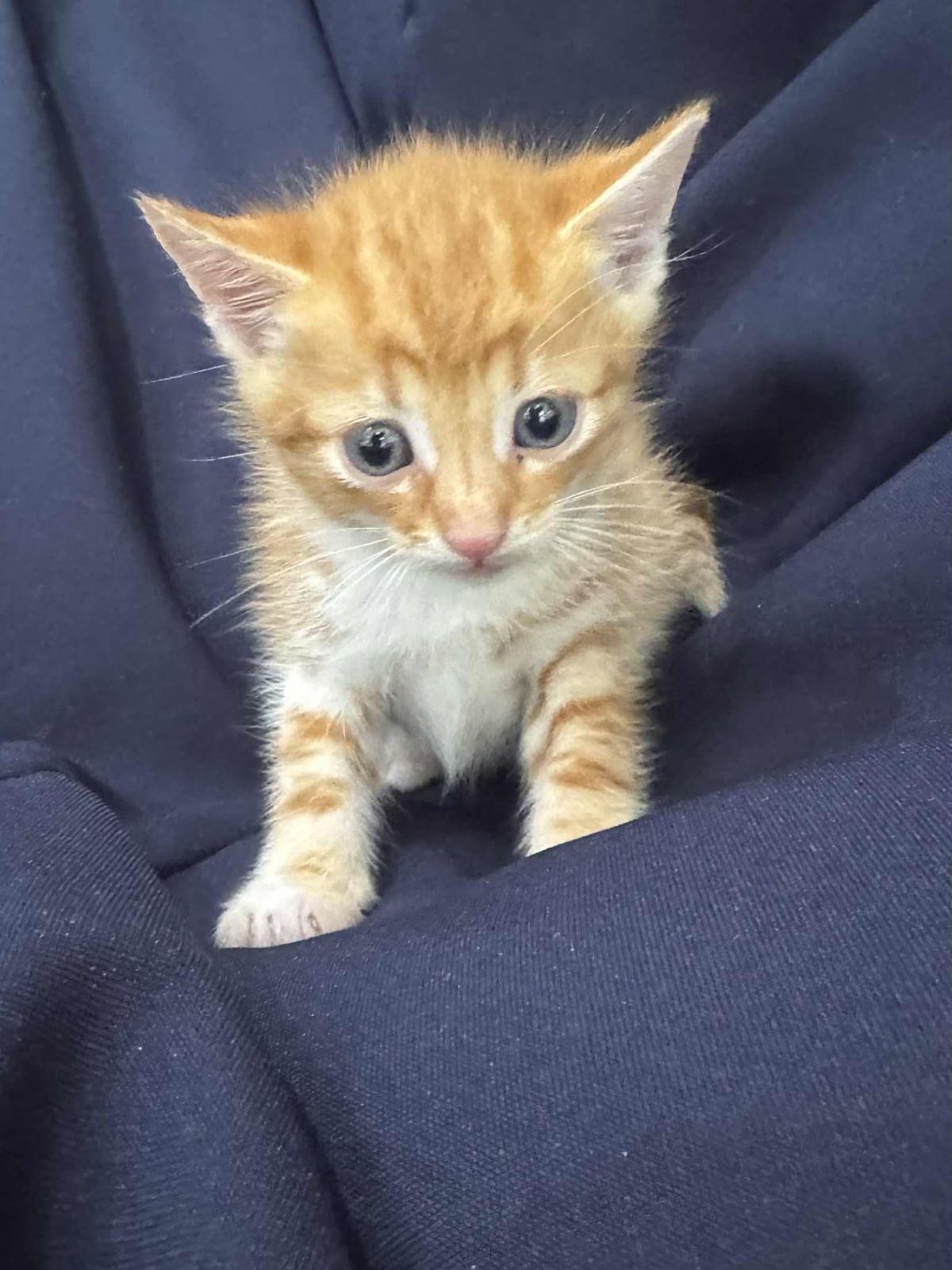 South Australia Animal Rescue Near Me Cats Rspcasa Org Rspca Cats