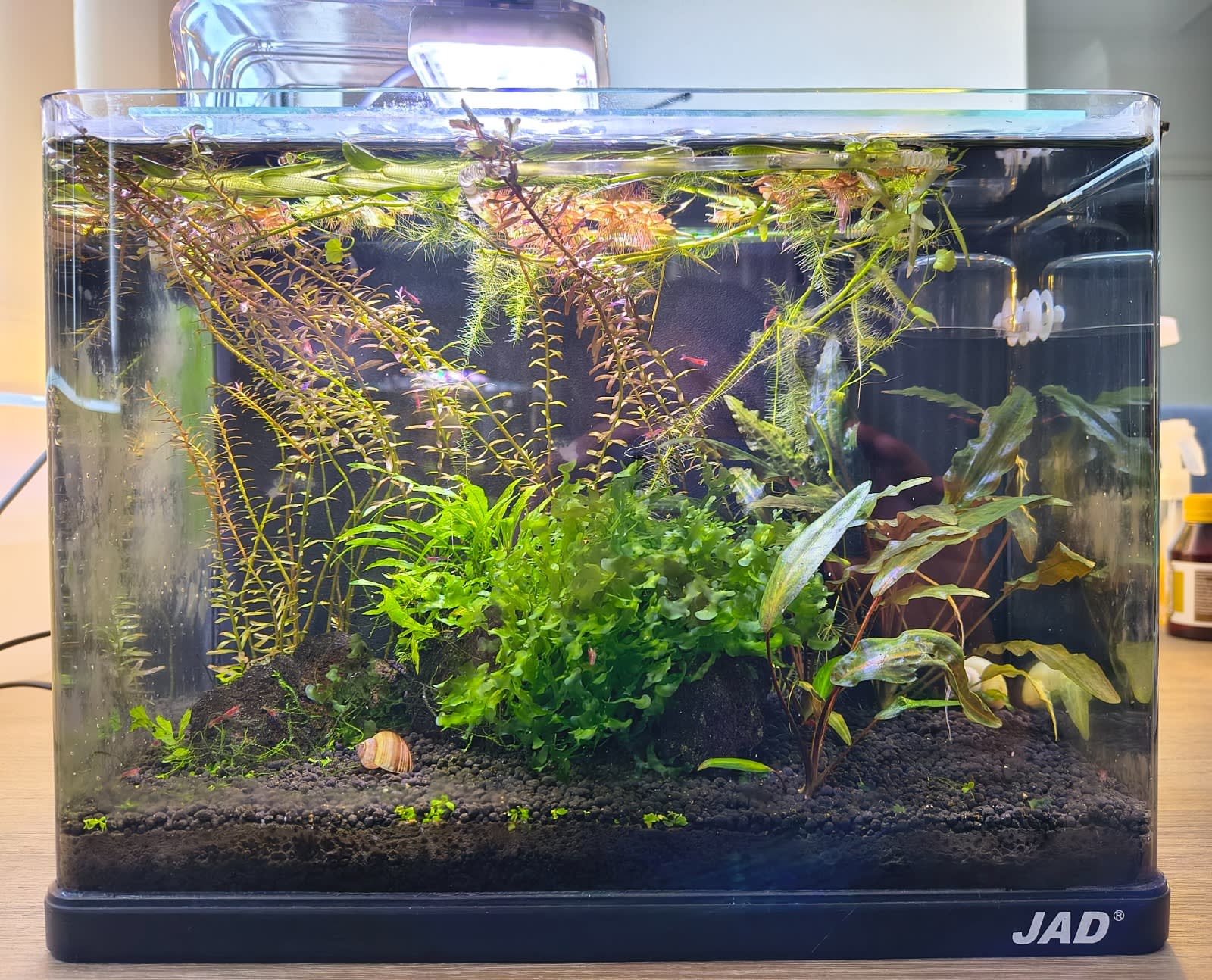 Fish Tank Setup for Nano Fish: Ultimate Guide for Beginners