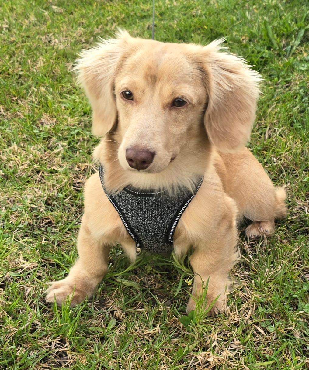 Sausage Dog Doxie Golden Retriever Mix Daschund Golden Retriever