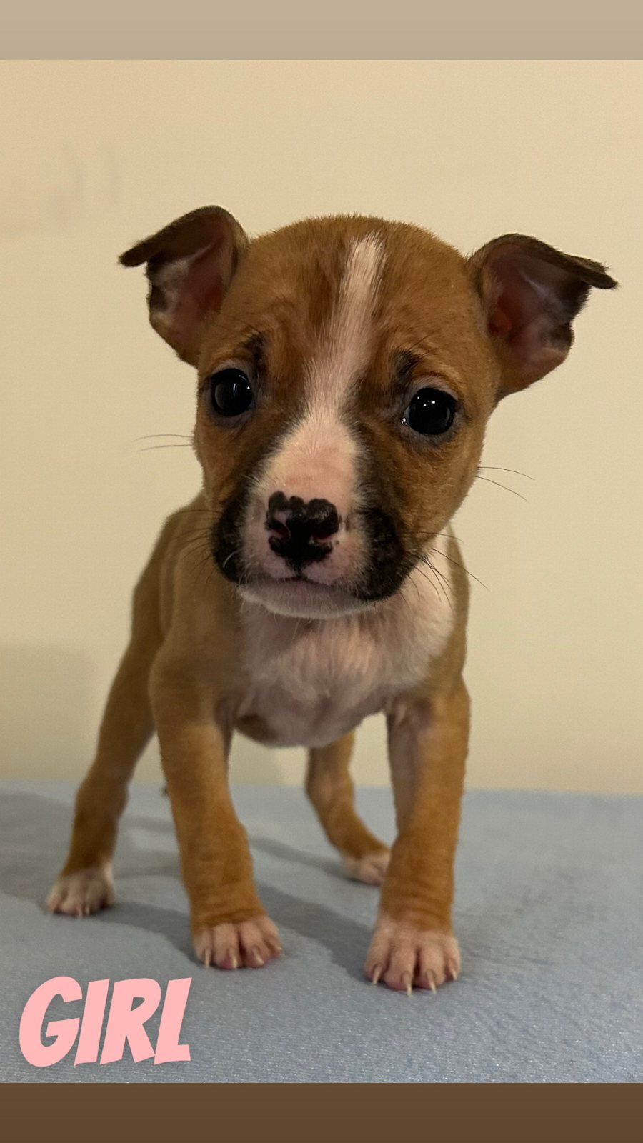 Kenyalogy German Shepherd Puppies Gumtree Delhi Haircut Places For