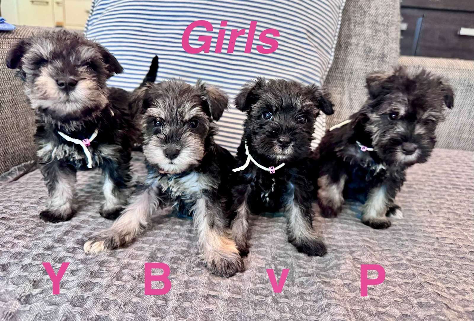 Adoption Rspca Miniature Schnauzer Miniature Schnauzer Dogs