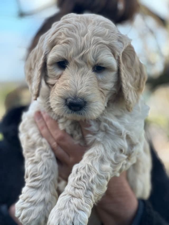 F1 Groodles ready to take home now Dogs Puppies Gumtree
