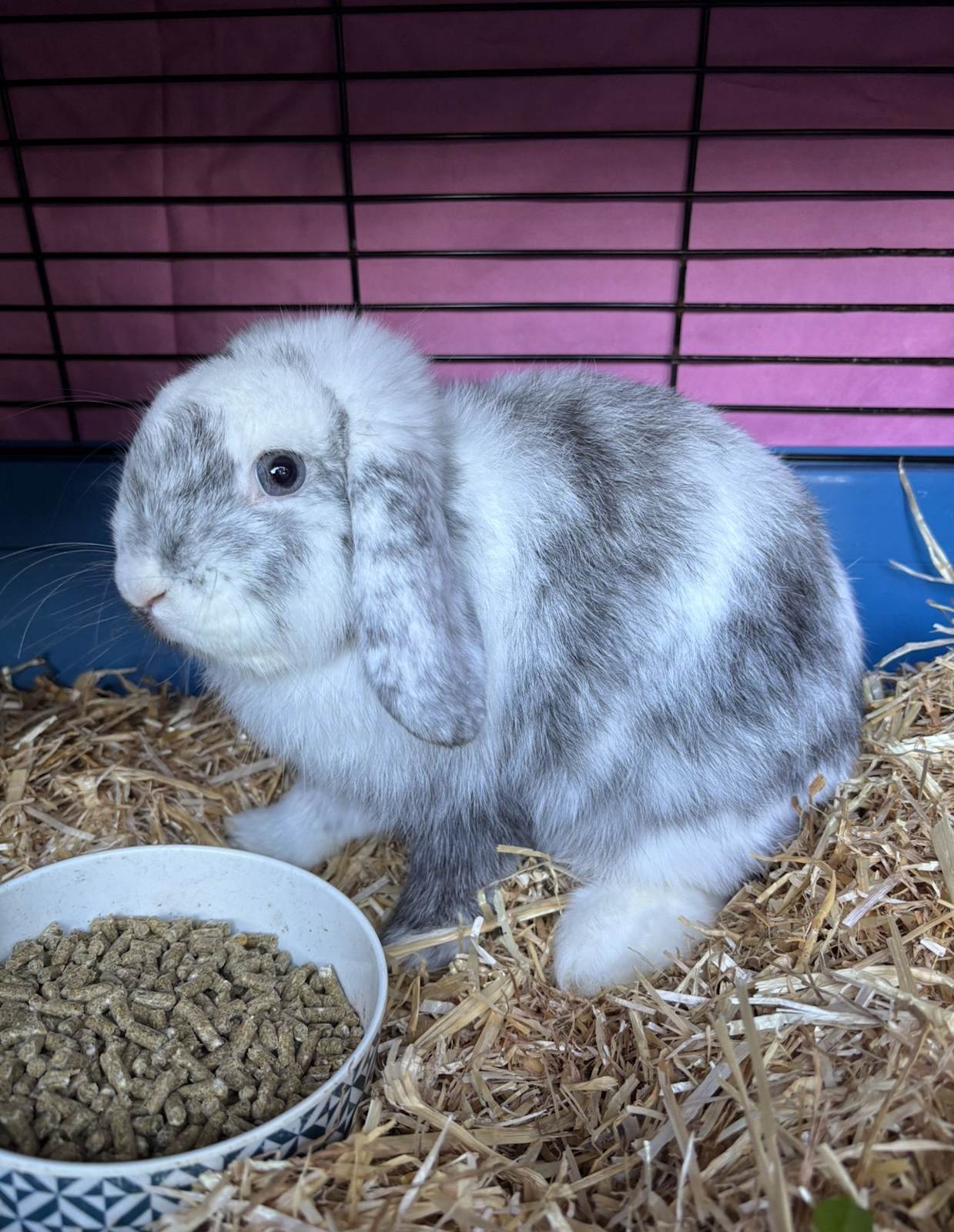 WANTED female mini lop rabbit approximately 6-12 months old