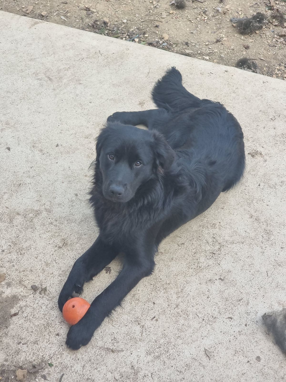 Black Golden Retriever X Collie Black Golden Retriever Border
