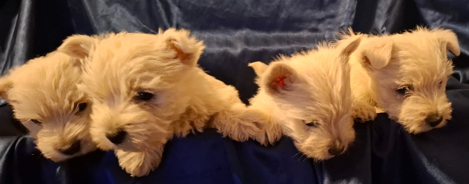 American Bulldog Old English Bulldog Scarface English Bulldog