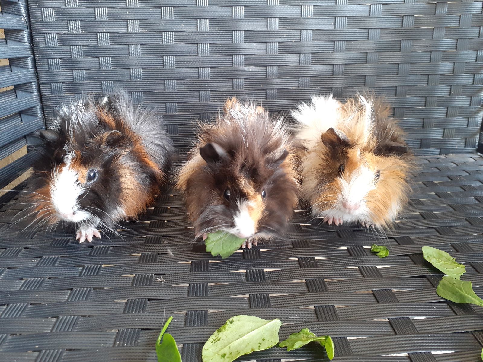 Adorable Small Guinea Pig Cute Baby Guinea Pig Stock Photo