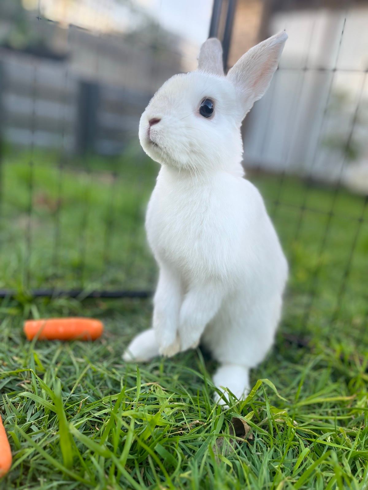Netherland Dwarf Male Or Female Rabbits As Pets Netherland Dwarf
