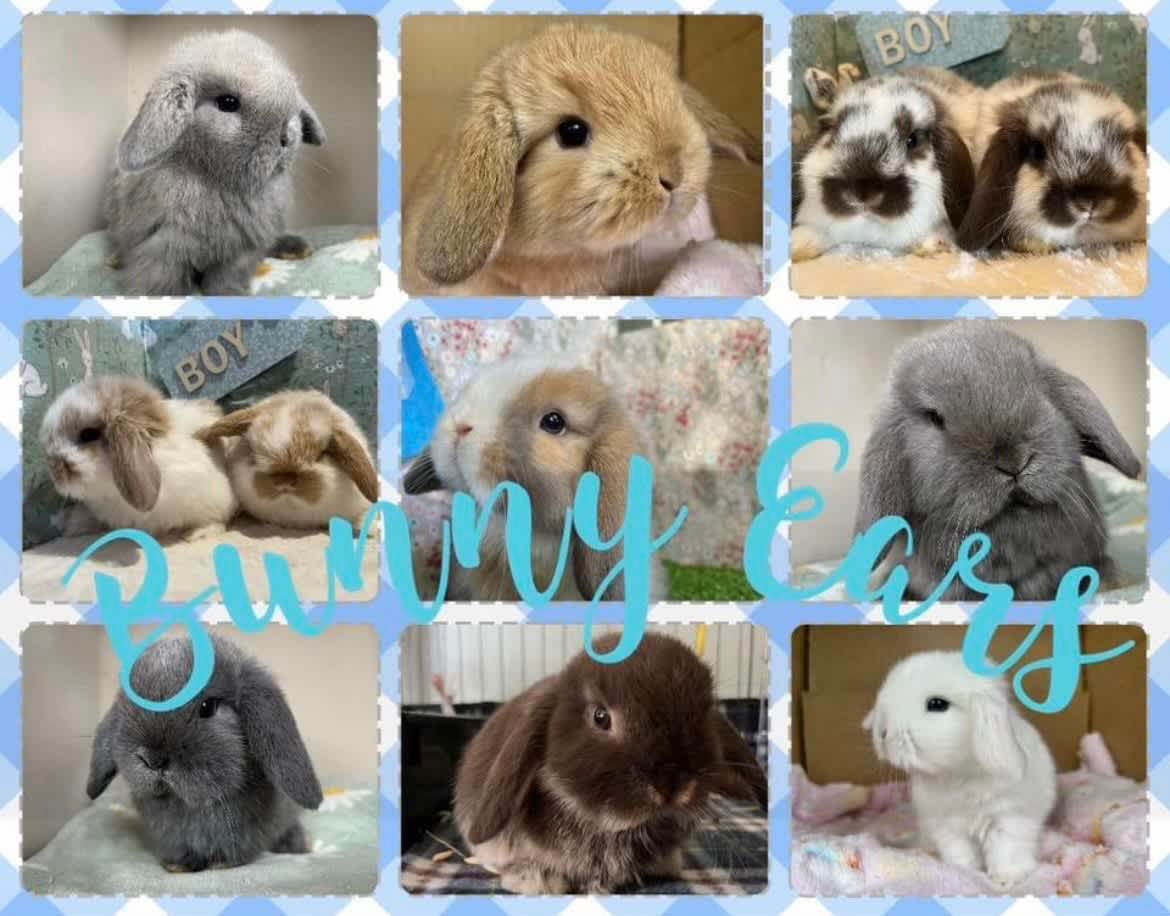 Purebred Mini Lop Bunny Rabbits Available Rabbits Gumtree