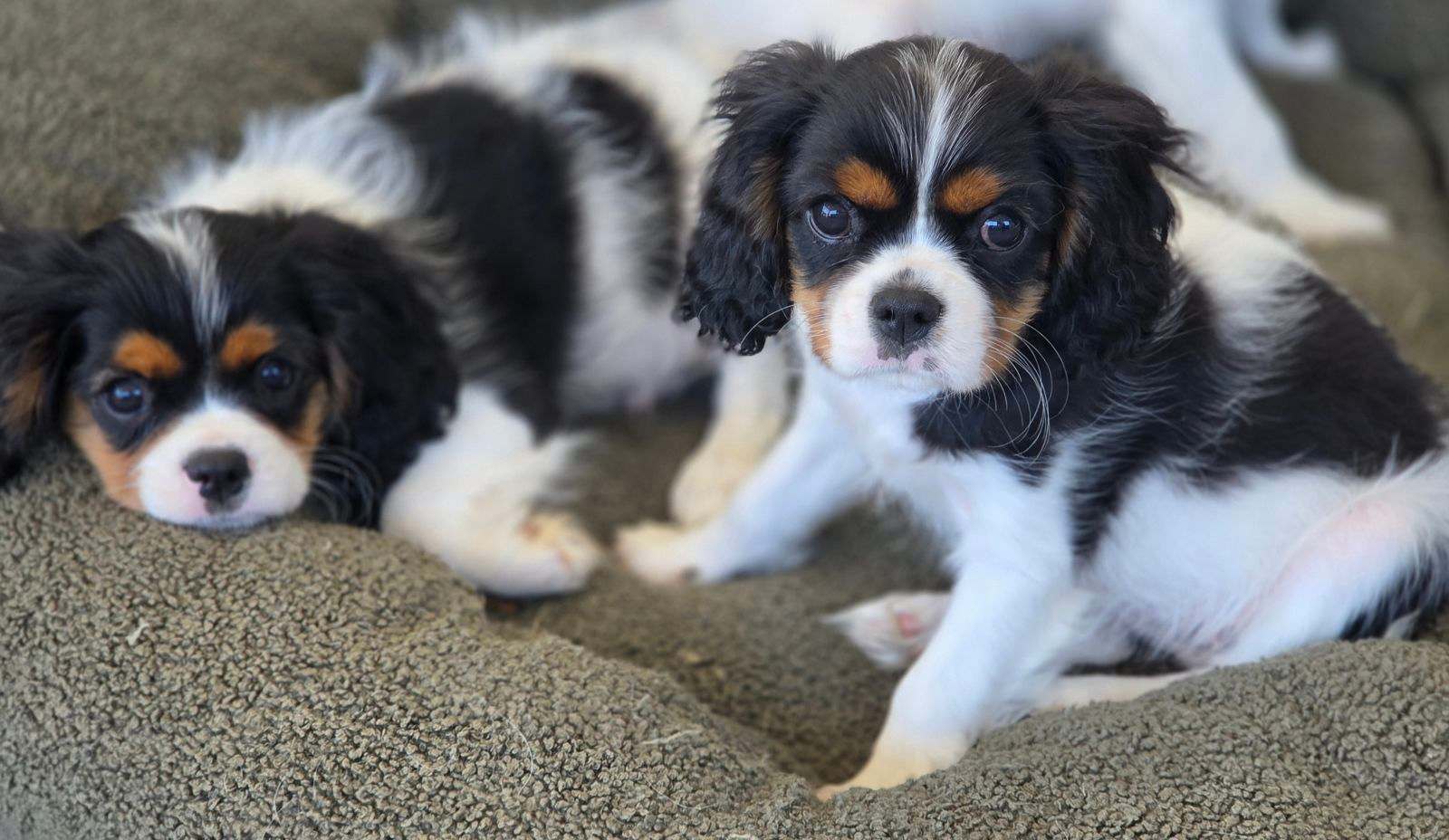 Purebred Cavalier King Charles Spaniel Puppies Wandi Gumtree
