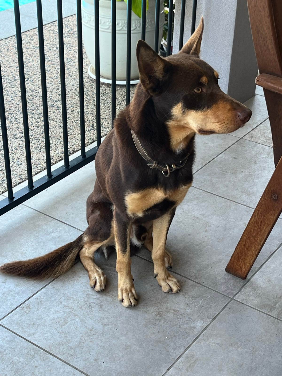 Red Dog Breed Purebred Kelpie Red Australian Kelpie Dogs Puppies