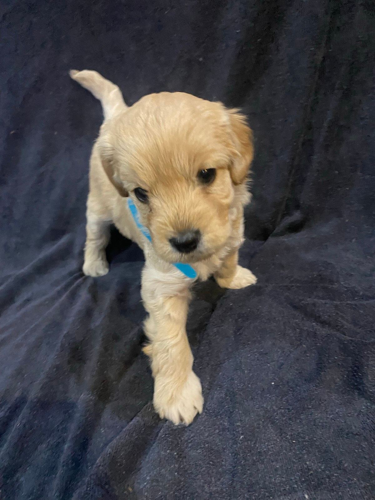 Adorable Toy Cavoodle Puppies Dogs Puppies Wyong Gumtree