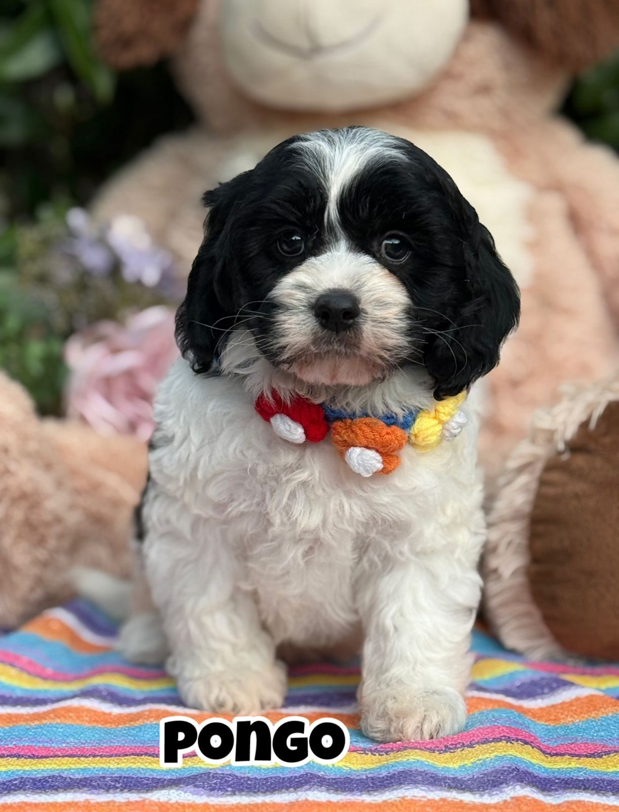 Beautiful Black and White Cavoodle Puppy Ready Now Dogs
